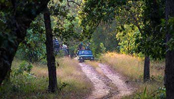 Jungle Safari at Bandhavgarh