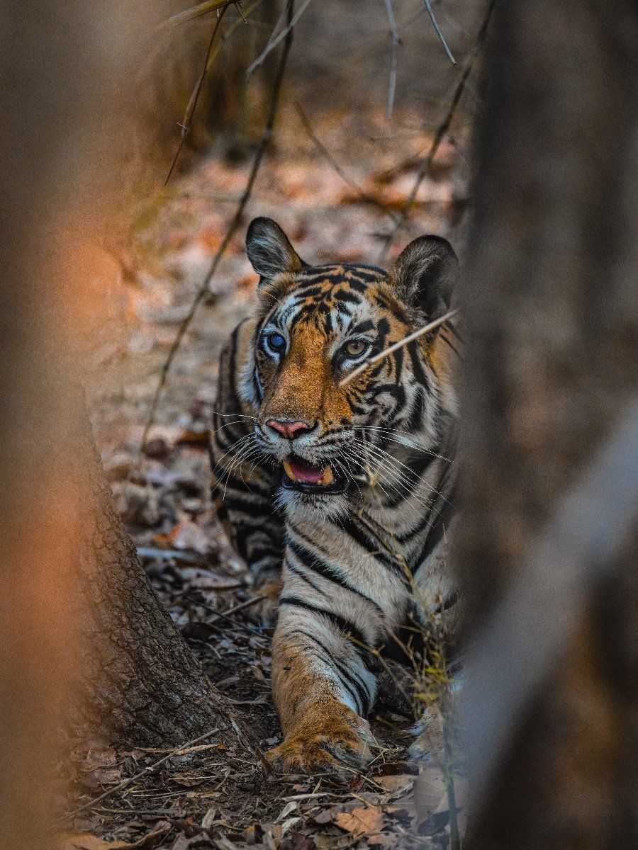Tiger at Bandhavgarh